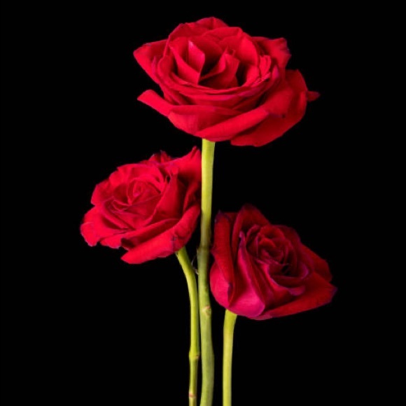 Meet your Posher, Wendy - Picture 1 of 1